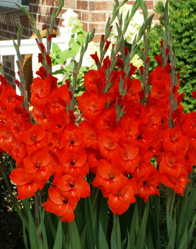 Gladiola ´Červená´