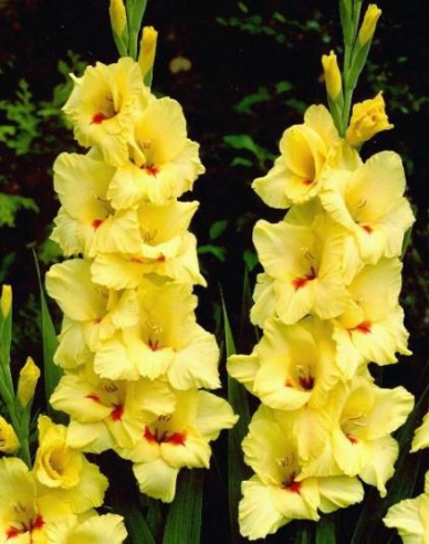 Gladiola ´Žltá´