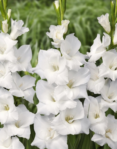 Gladiola ´Biela´