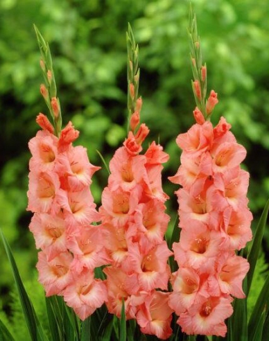 Gladiola ´Spic and Span´