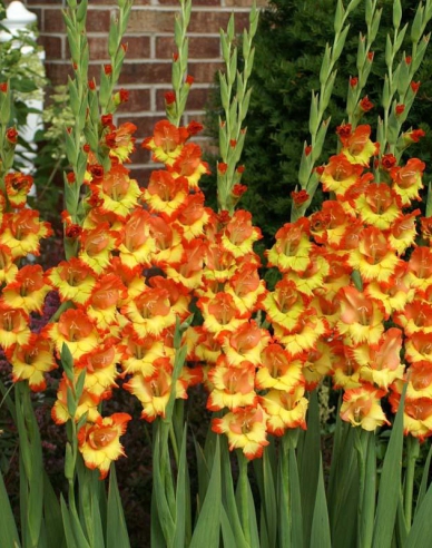 Gladiola ´Princess Margaret Rose´