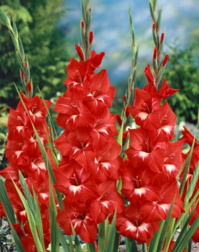 Gladiola ´Tradehorn´