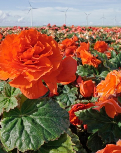 Begónia ´Oranžová´