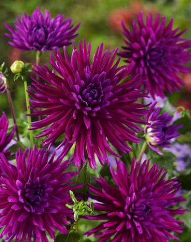 Dahlia kaktusová ´Purple Gem´