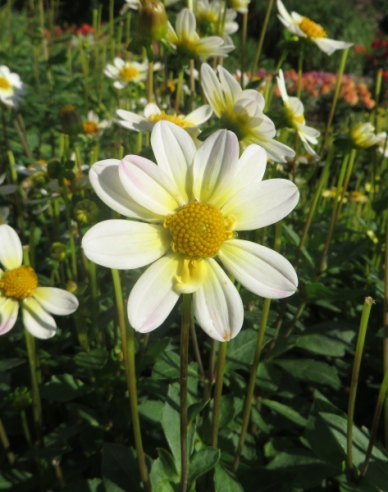 Dahlia nízka ´Topmix White´