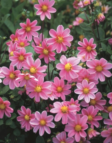 Dahlia nízka ´Pink Bonne Esperance´