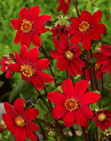Dahlia nízka ´Topmix Red´
