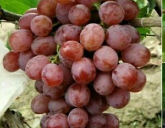 Vinič stolový ´Jupiter´