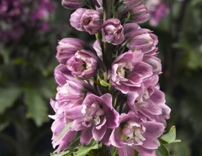 Stračonôžka vysoká ´Rose White Bee´