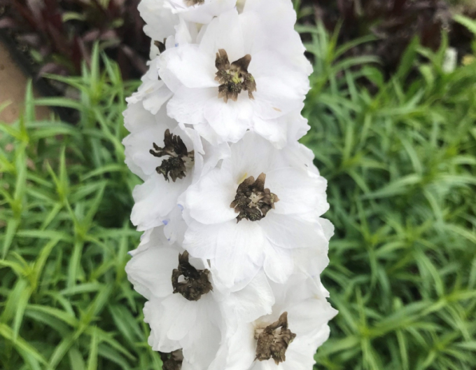 Stračonôžka vysoká ´White Dark Bee´