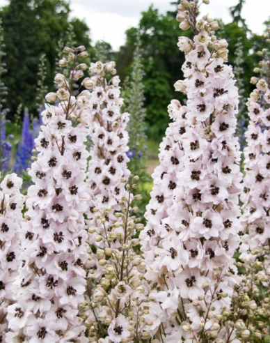 Stračonôžka vysoká ´White Dark Bee´