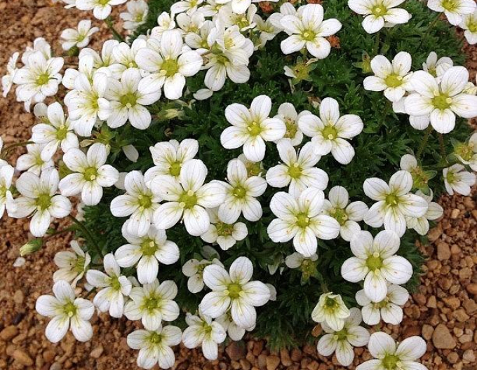 Lomikameň ’Pixie White’