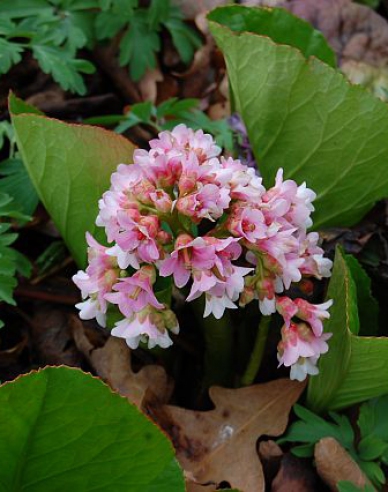 Bergenia ´Baby Doll´