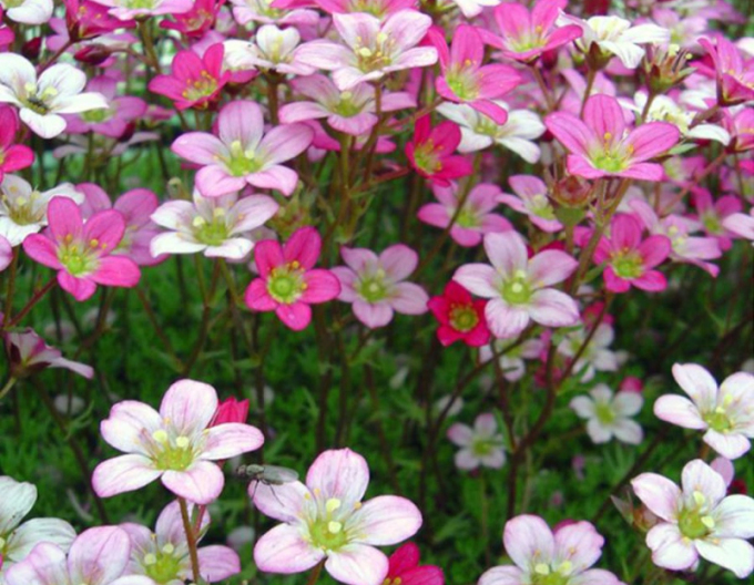 Lomikameň ’Pixie Rose’