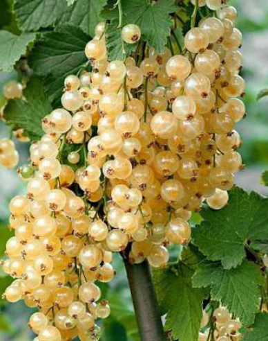 Ríbezľa biela ´Primus´ stromčeková, kont. 5l