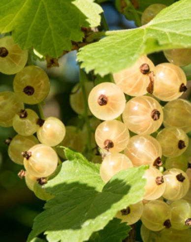 Ríbezľa biela ´Primus´ stromčeková, kont. 5l