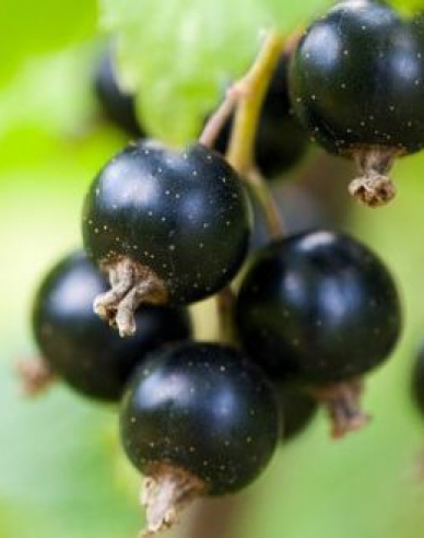 Ríbezľa čierna ´Eva´ stromčeková, voľnok.