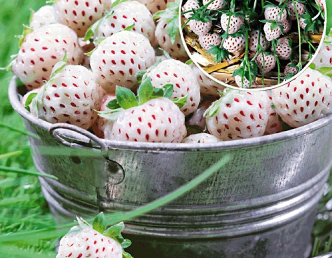 Jahoda biela "Ananas Aardbei"