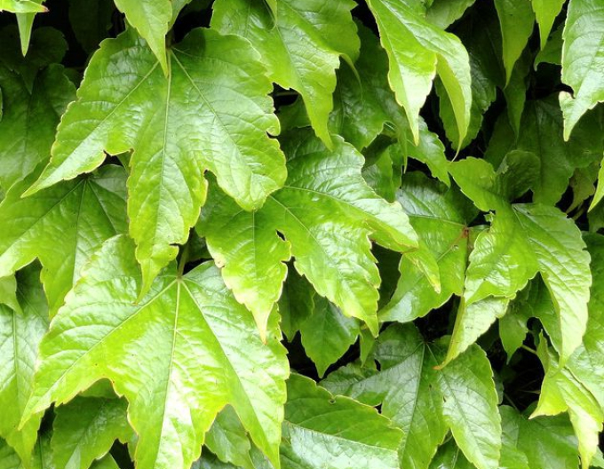 Pavinič trojlaločný ´Green Spring´