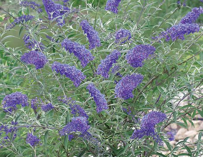 Budleja "Nanho Blue" (motýli strom)