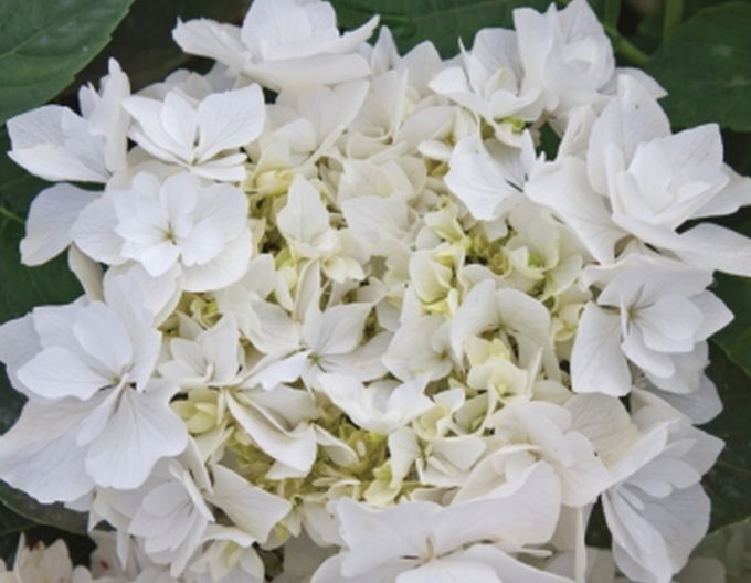 Hortenzia kalinolistá ´Coco´