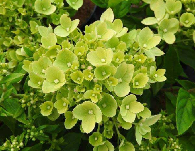 Hortenzia metlinatá ´Little Lime´