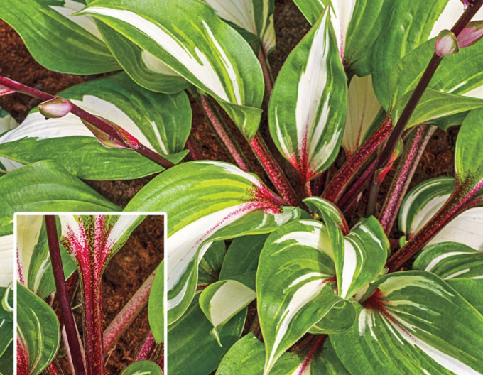 Hosta ´Raspberry Sundae´