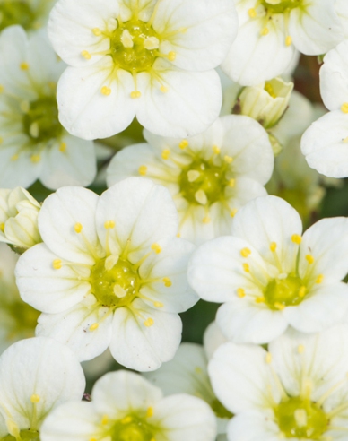 Lomikameň ’White Star’