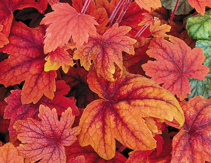 Heucherella ´Sweet Tea´
