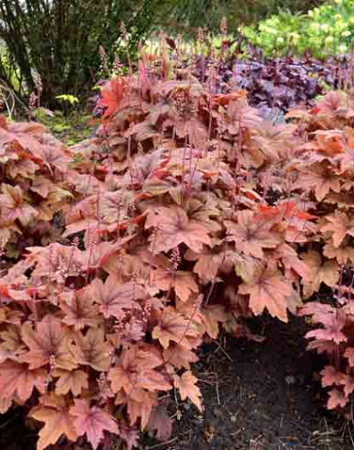 Heucherella ´Sweet Tea´