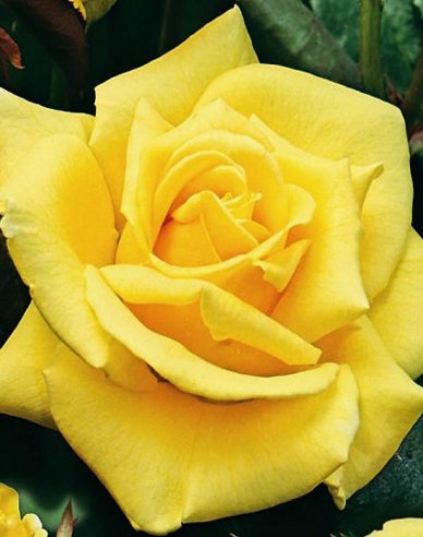 Ruža stromčeková ´LANDORA´