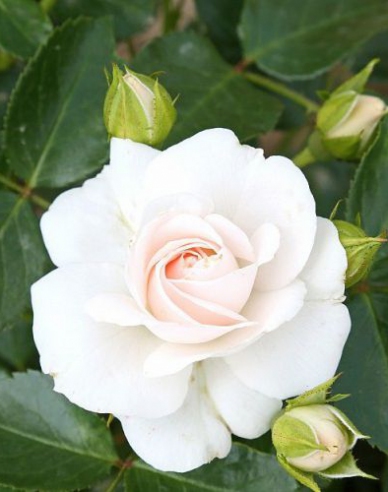 Ruža stromčeková ´WHITE CRYSTAL´