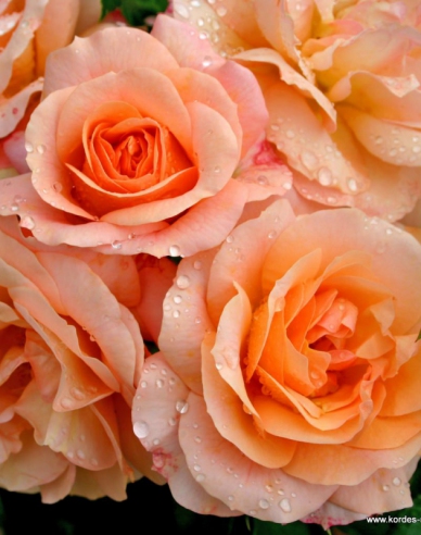 Ruža stromčeková ´APRIKOLA´