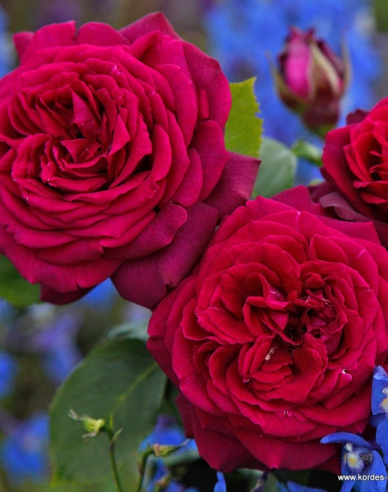 Ruža stromčeková ´GRAFIN DIANA´