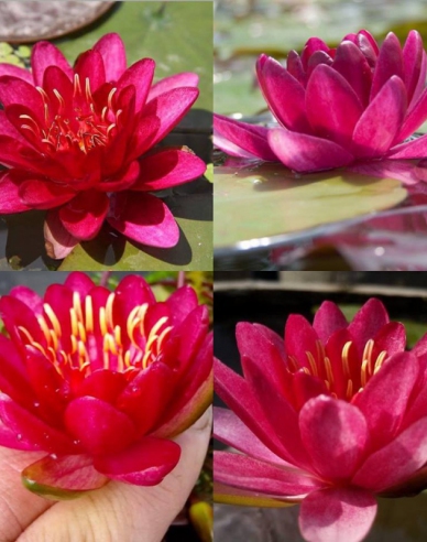 Lekno ´Burgundy Princess´