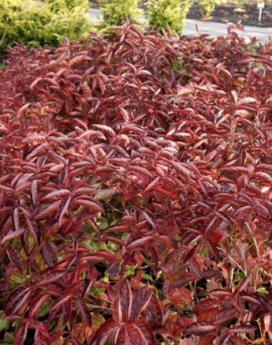 Vajgelia kvetnatá ´Wings of Fire´´