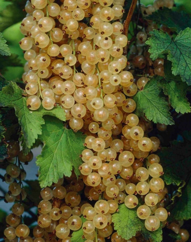 Ríbezľa biela "Biely versaillský" STROMČEKOVÁ, kont. 5l