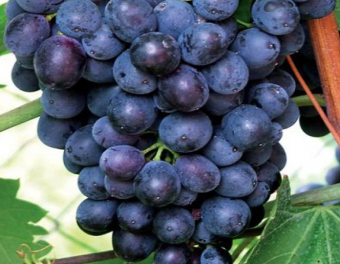 Vinič stolový ´Eszter´,  kont. 2l