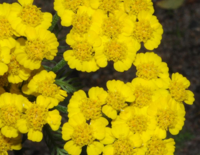 Rebríček plsnatý ´Aurea´