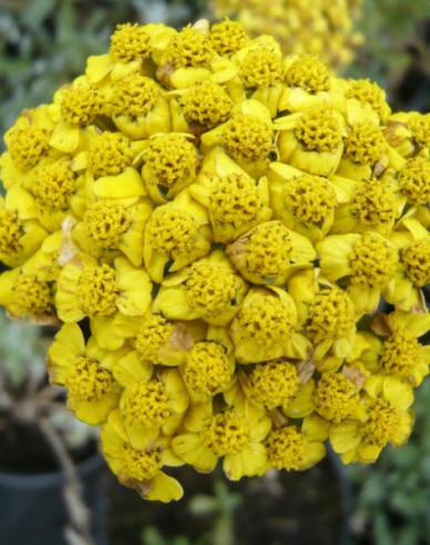 Rebríček plsnatý ´Aurea´