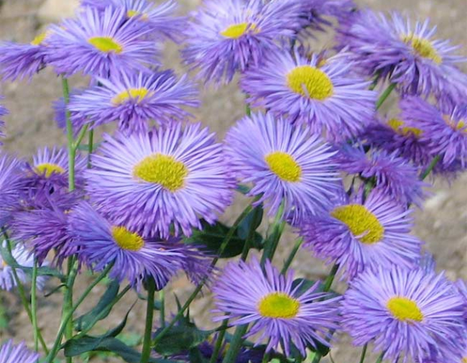 Turica nádherná ´Azure Beauty´