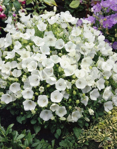 Zvonček karpatský ´Pearl White´