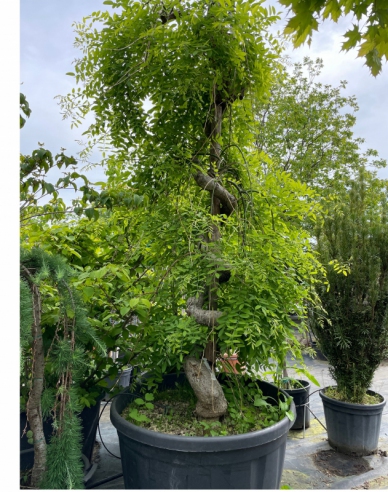 Sofora japonská ´Pendula´