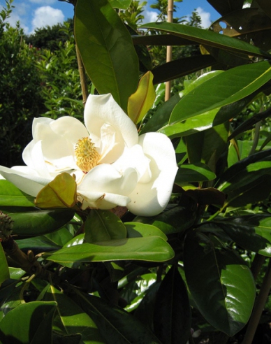 Magnólia veľkokvetá ´GALISSONNIÉRE´ na kmienku