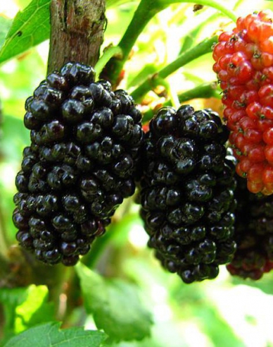 Moruša previslá biela (čierne plody)