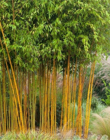 Bambus ´ Aureocaulis ´