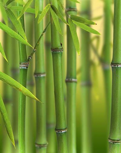 Bambus ´ Bissettii ´