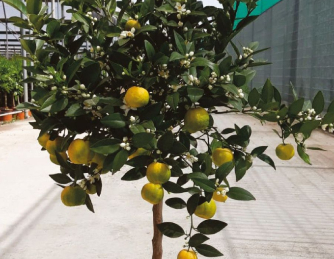 Citrónovník ´Limeta Purscha´
