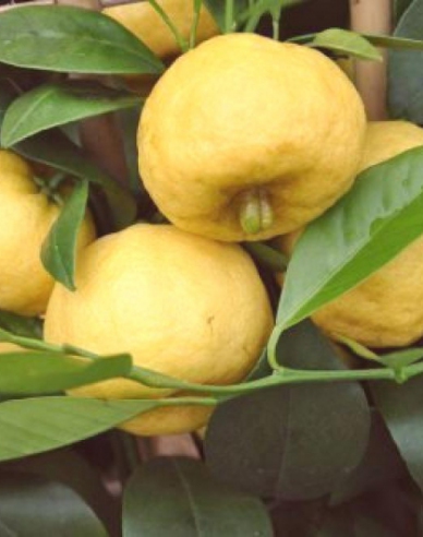 Citrónovník ´Limeta Purscha´