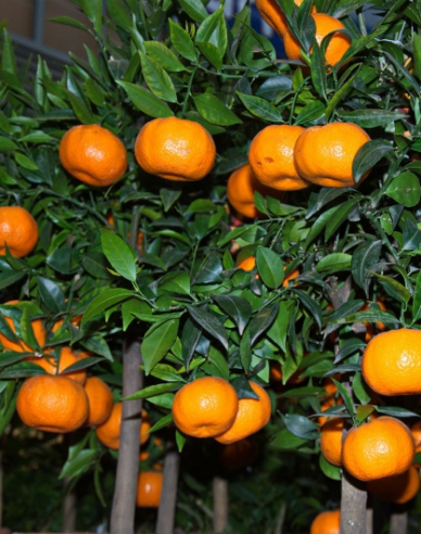 Citrónovník mandarínkový ´Mandarino´